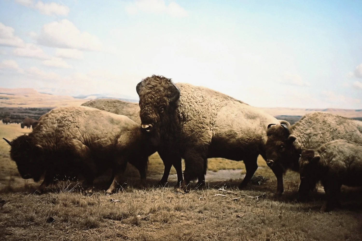 Bison
