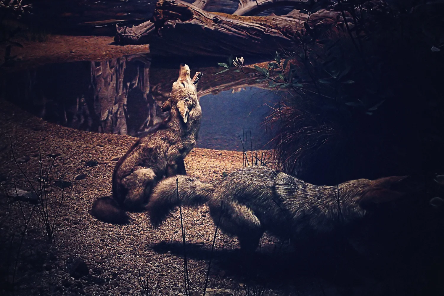 Coyote