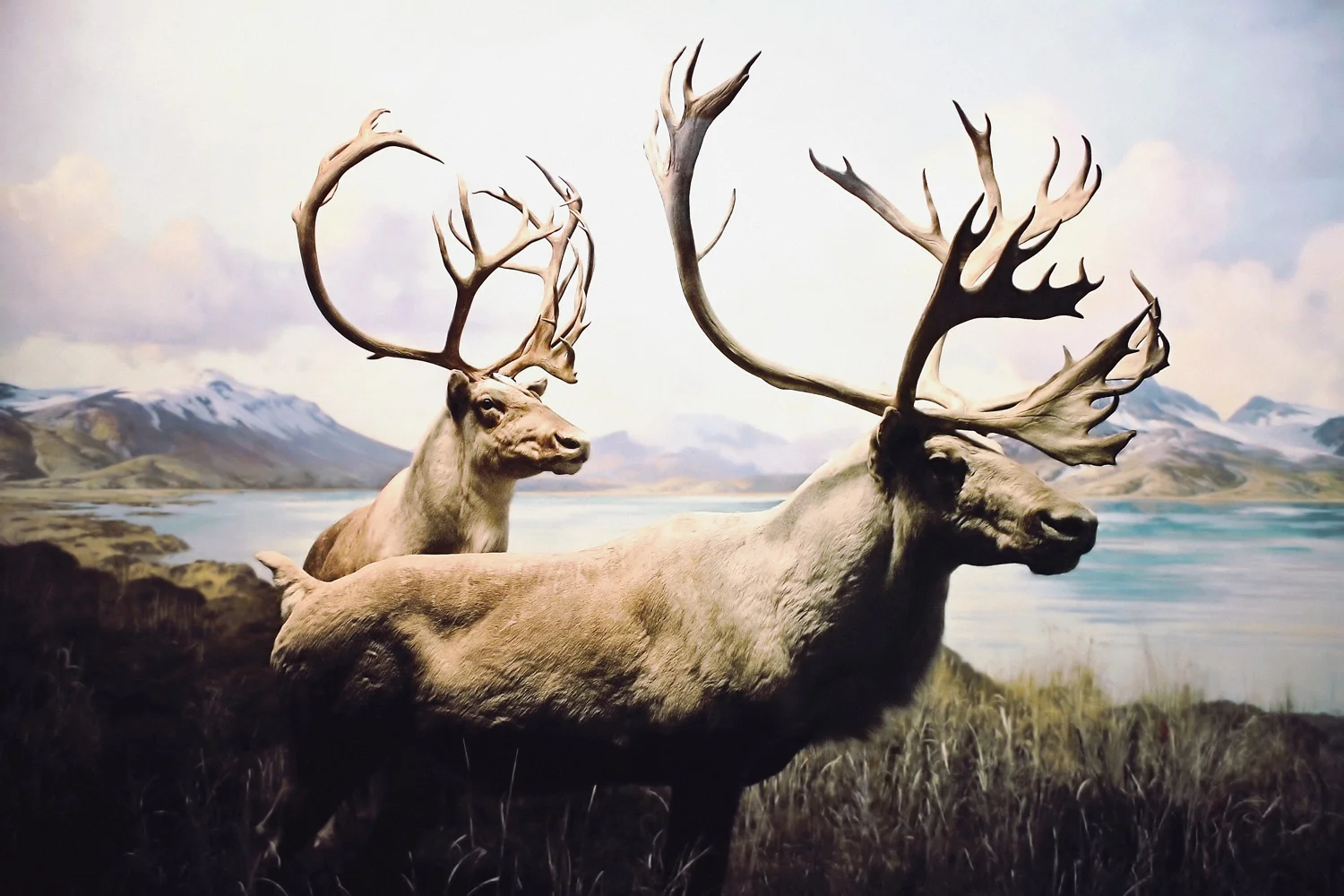 Grant Caribou
