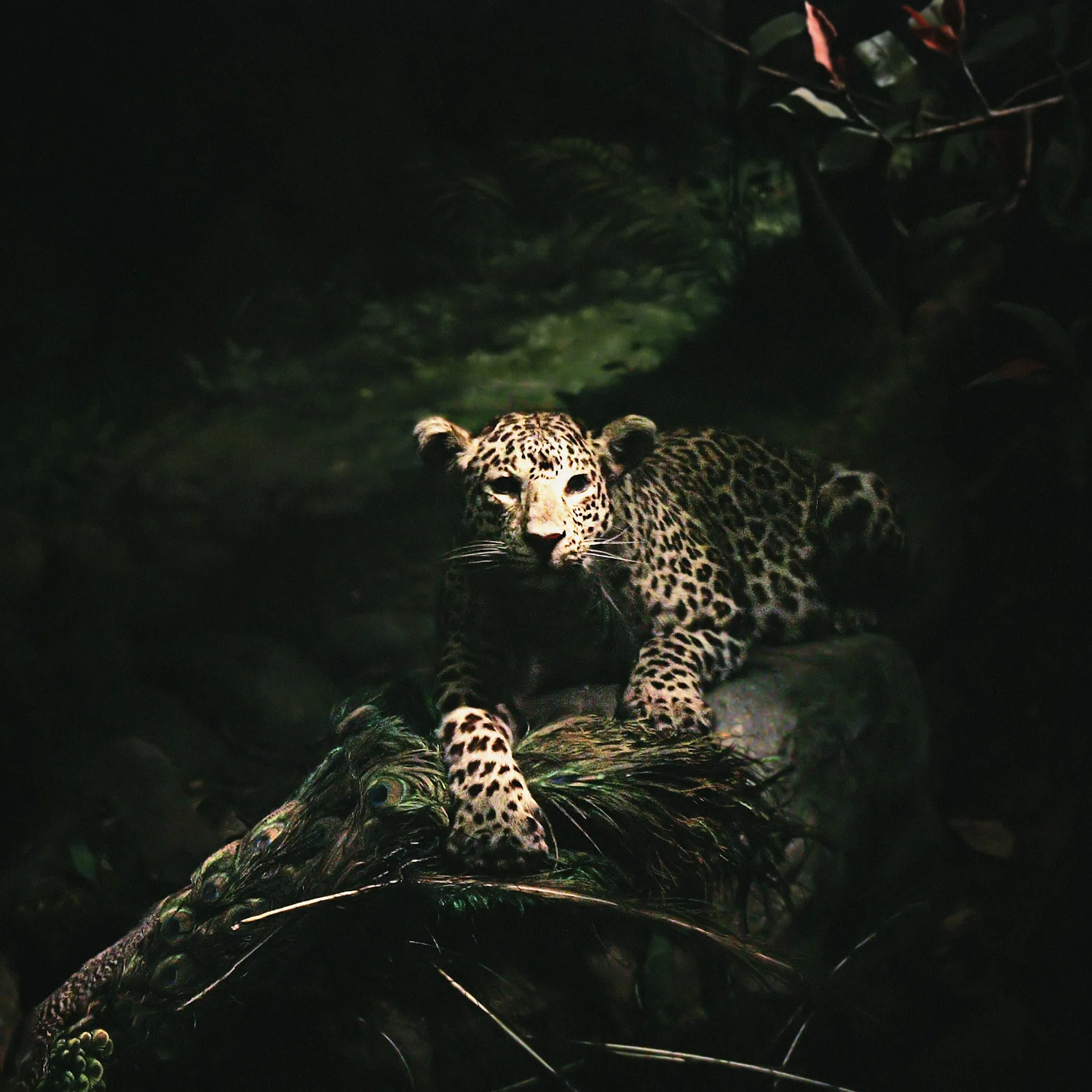 Leopard