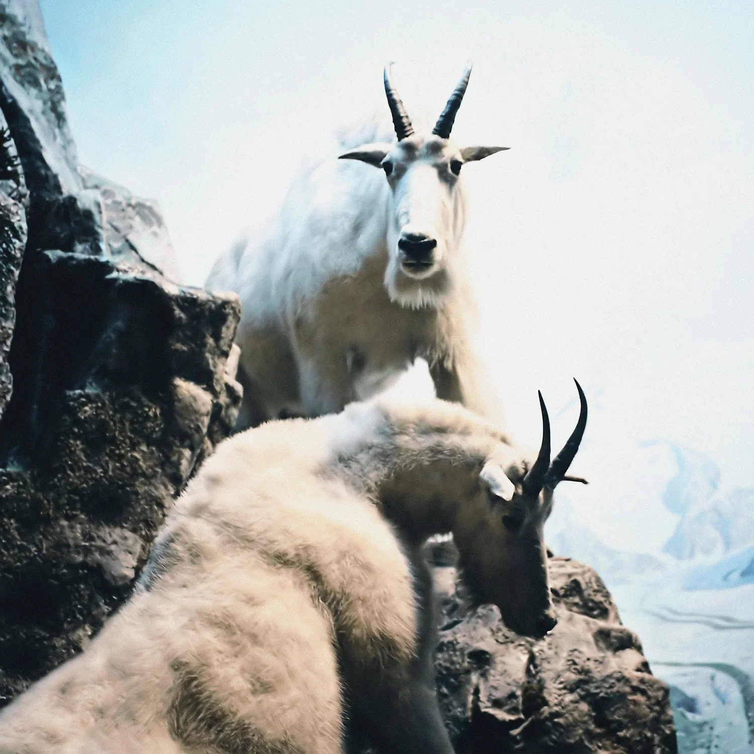 Mountain Goat