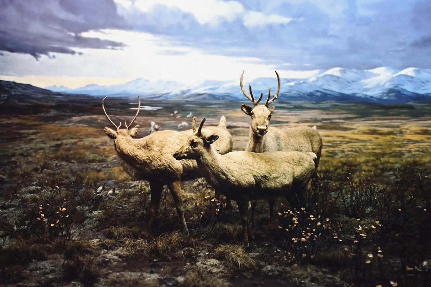 Osborn Caribou