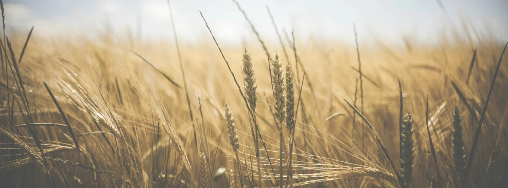 grain_b.jpg
