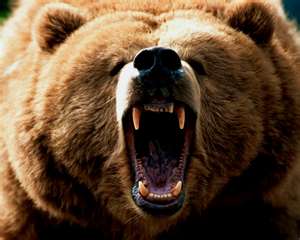 roar.jpg