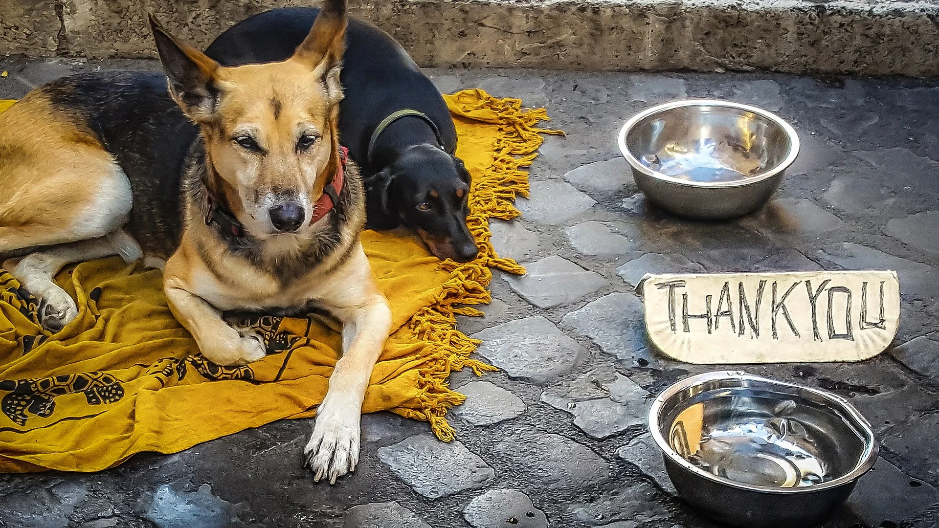 dog-2410332_1920.jpg
