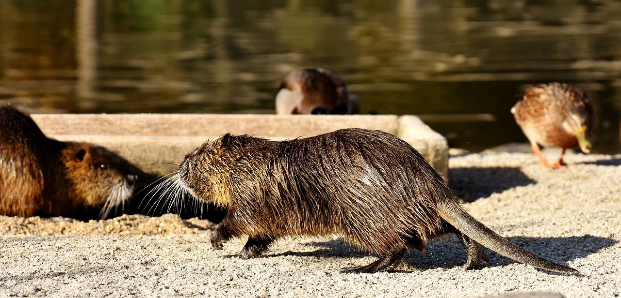 nutria-2909338_1280.jpg