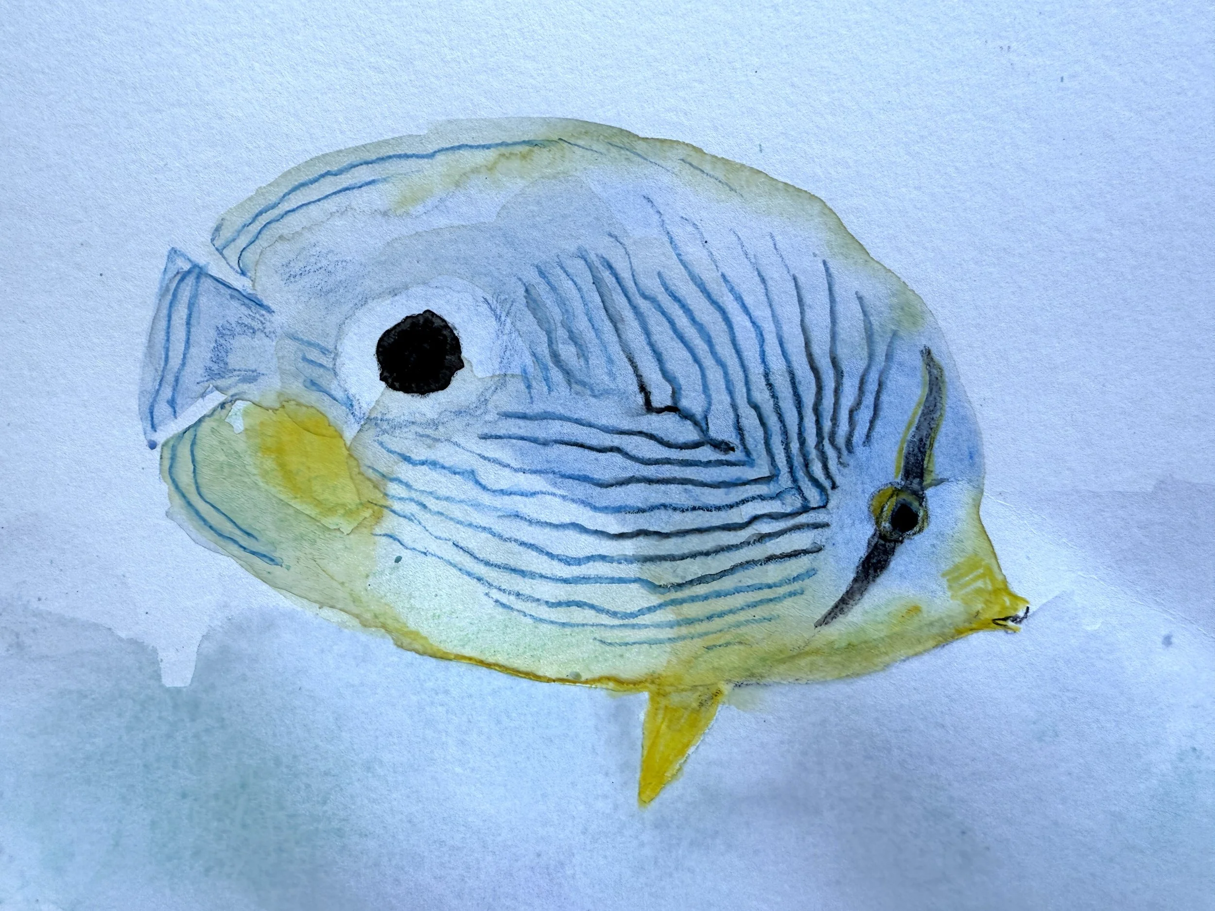 Papillon à Quat'zyeux