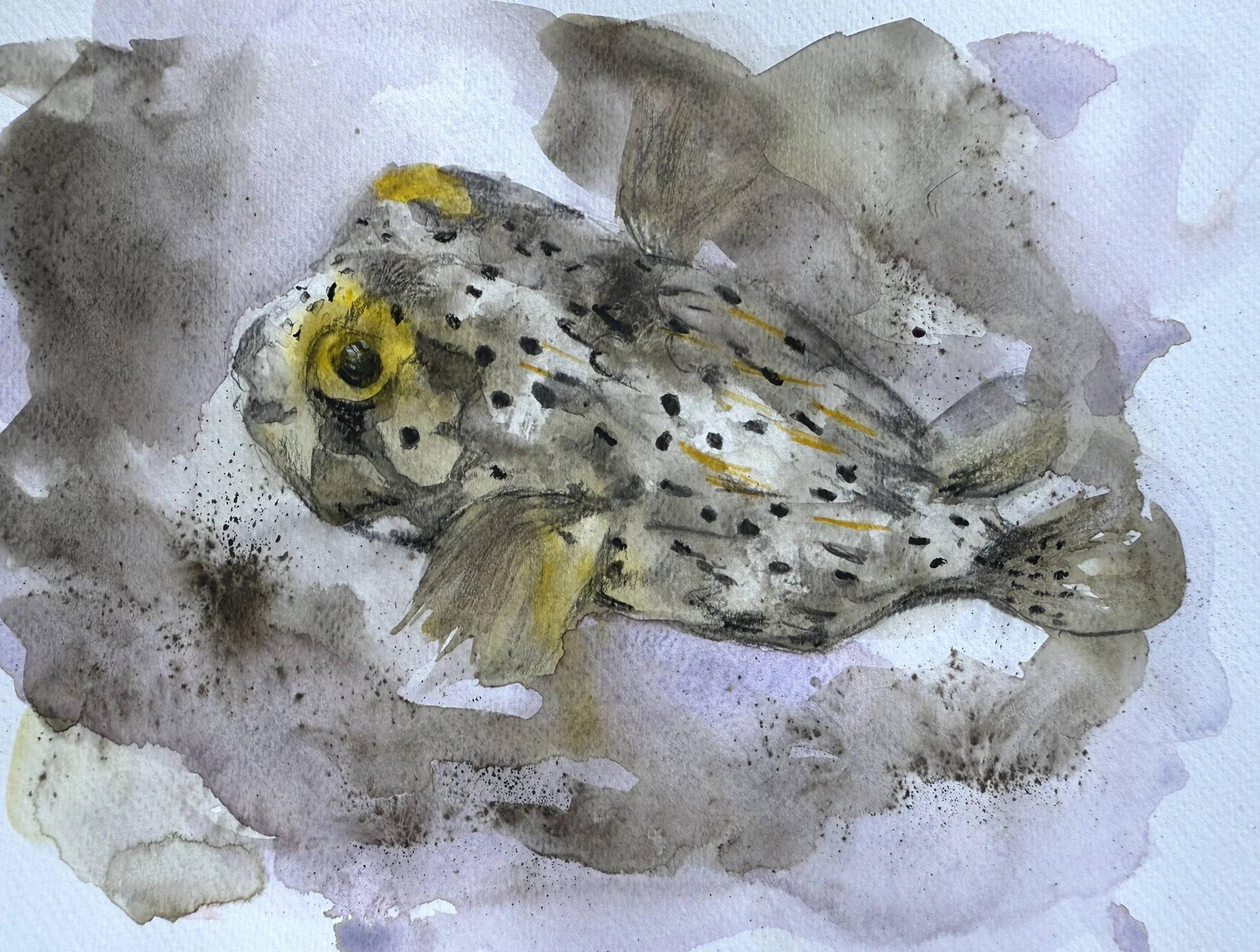 Diodon ou poisson porc épic