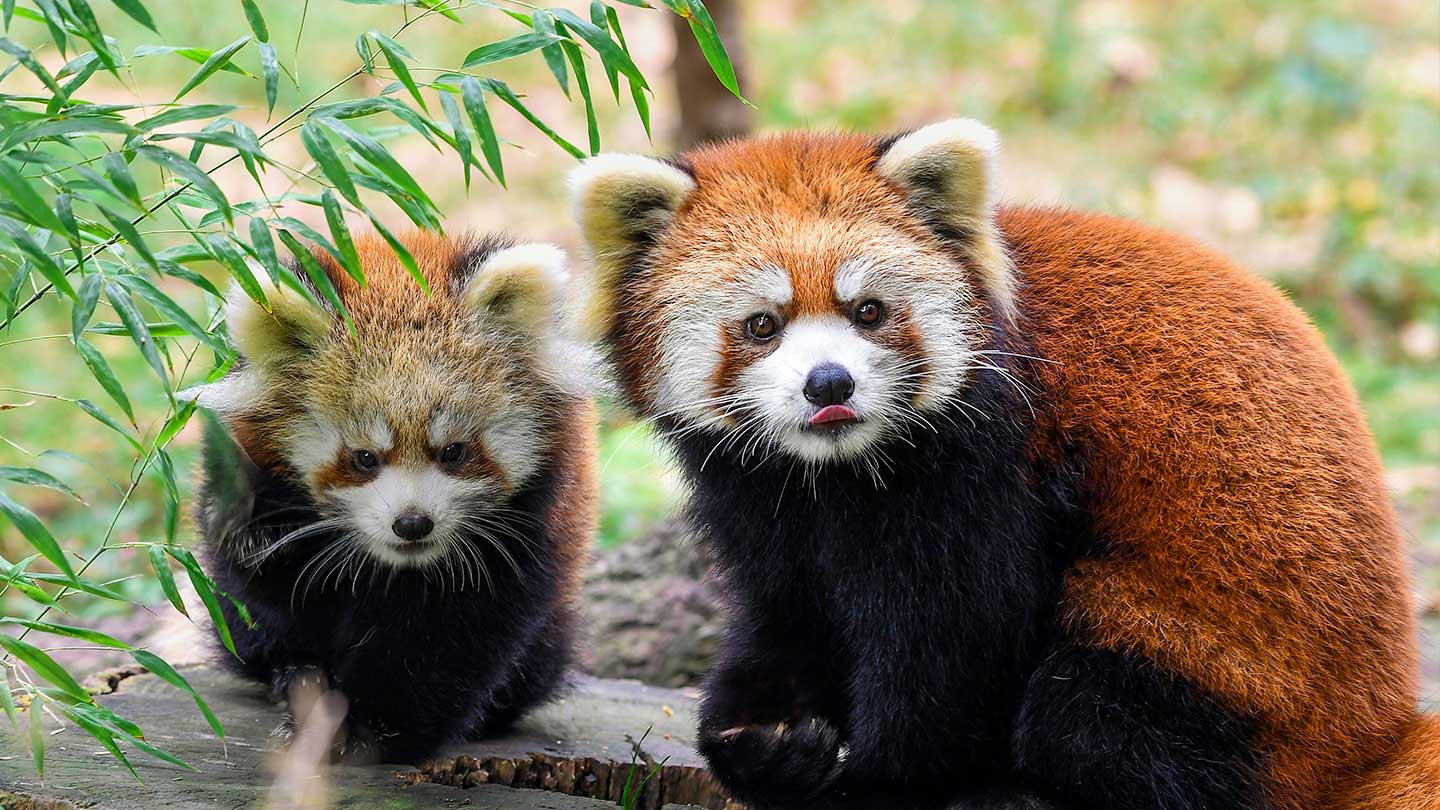 prospectparkzoo-a2f16d3bf170bb61e0bb71375e35c55f.jpg