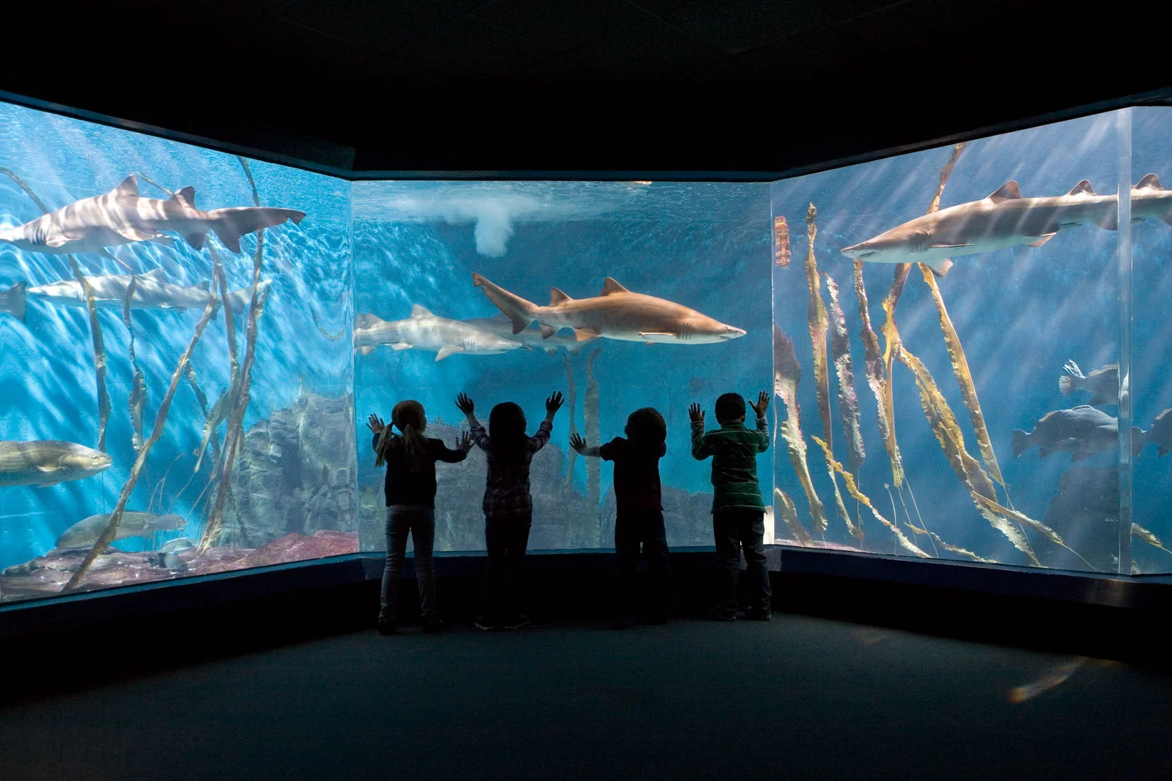 178_1maritime_aquarium_shark_tank.jpg