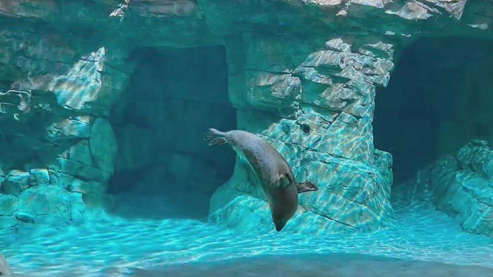 Maritime-Aquarium-to-open-new-seal-exhibit-Pinniped-Cove-on-World-Oceans-Day-060621.jpeg