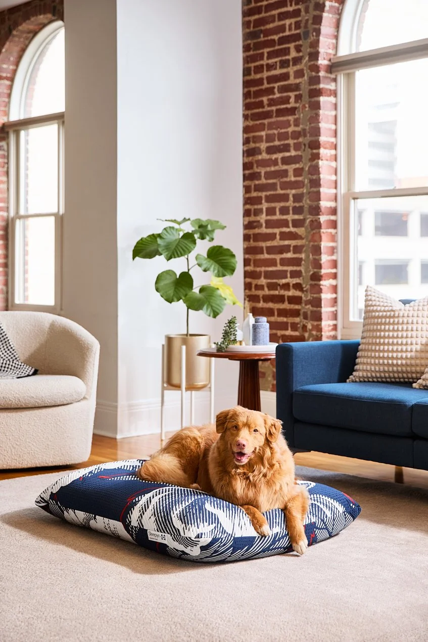 TempurPedic Dog Bed Shoot - 051220255596.jpg