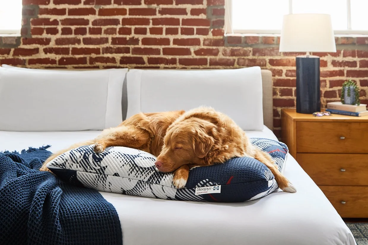 TempurPedic Dog Bed Shoot - 051220256300.jpg