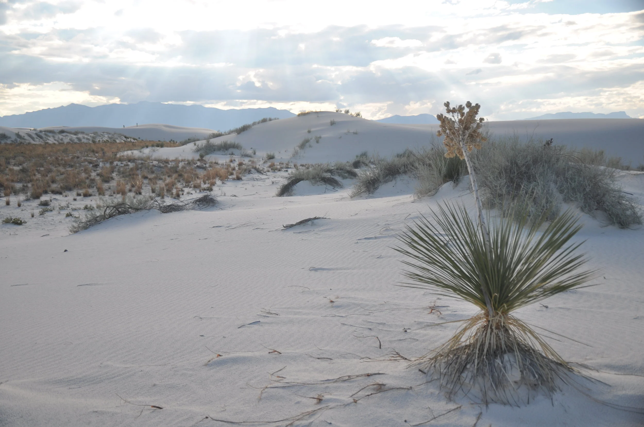White Sands by Alamogordo
