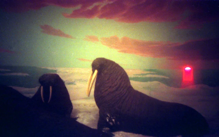 Walrus Sunset