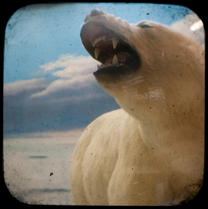 Polar Bear