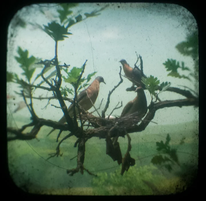 Passenger Pigeons