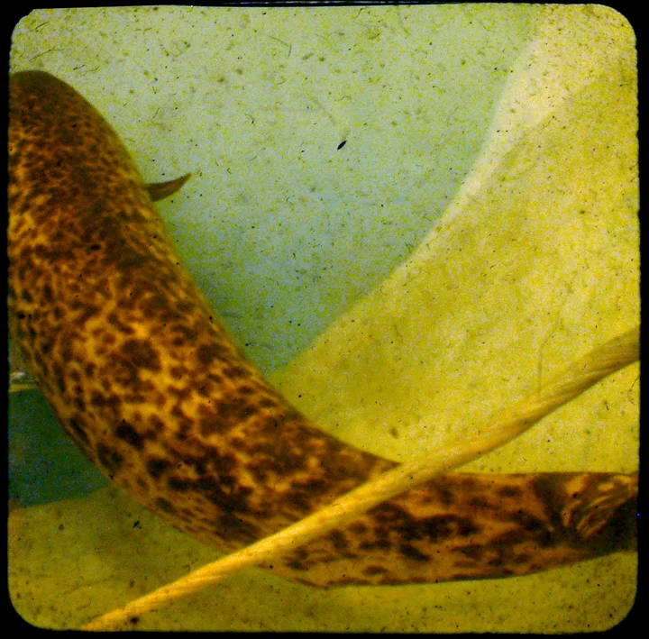 Narwhal