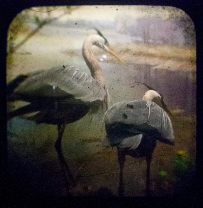 Heron