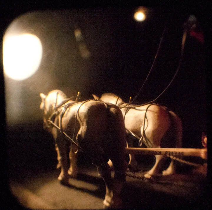 Circus Horses