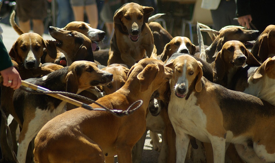 hunting-dogs-800845_960_720.jpg