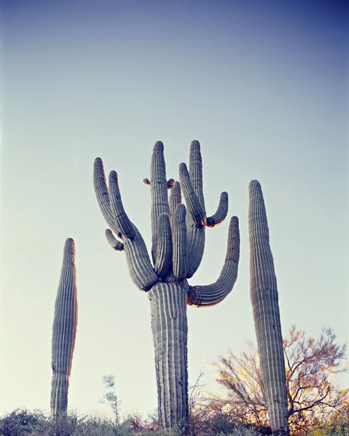 Three Saguaro by Fire.jpg