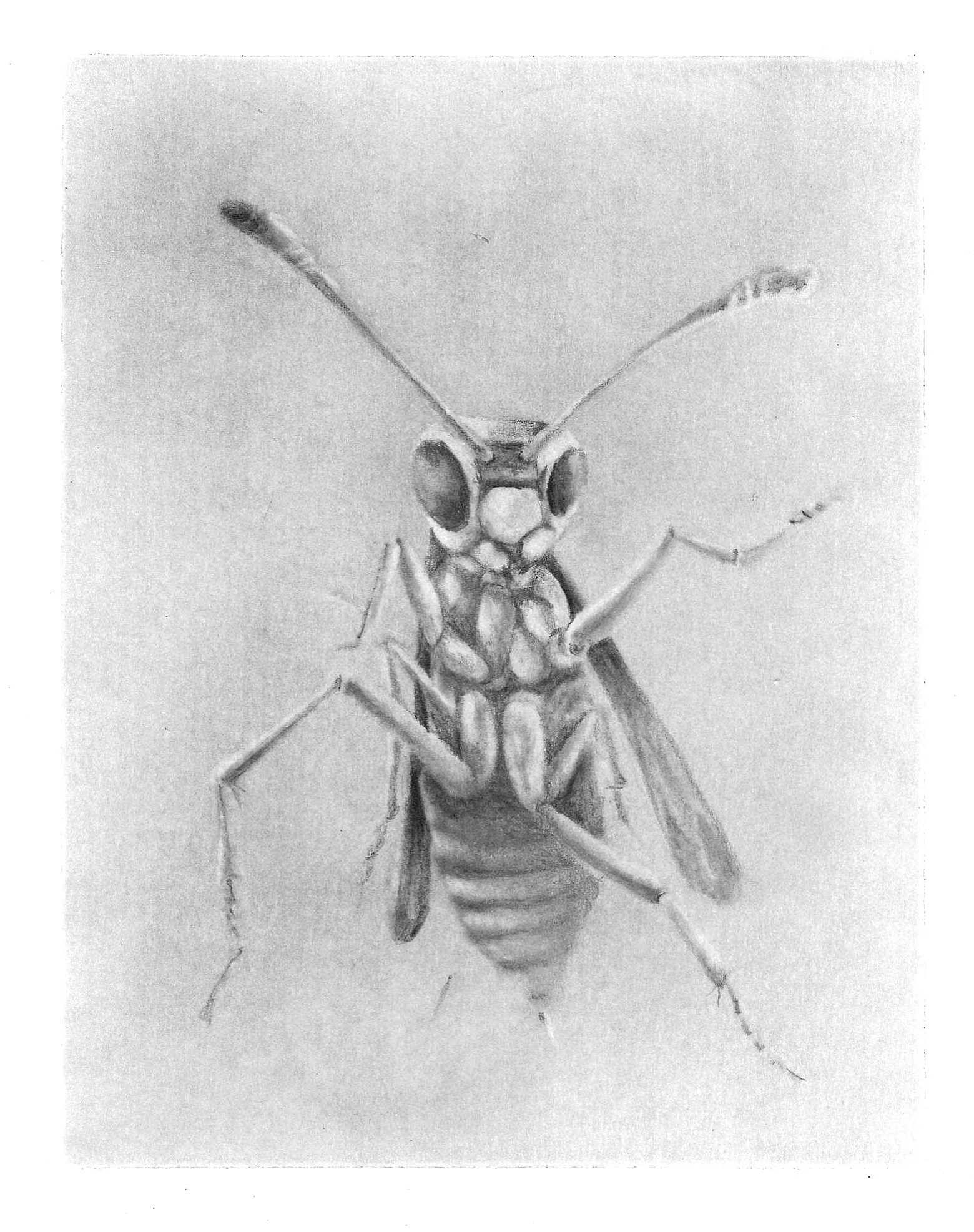 Plague