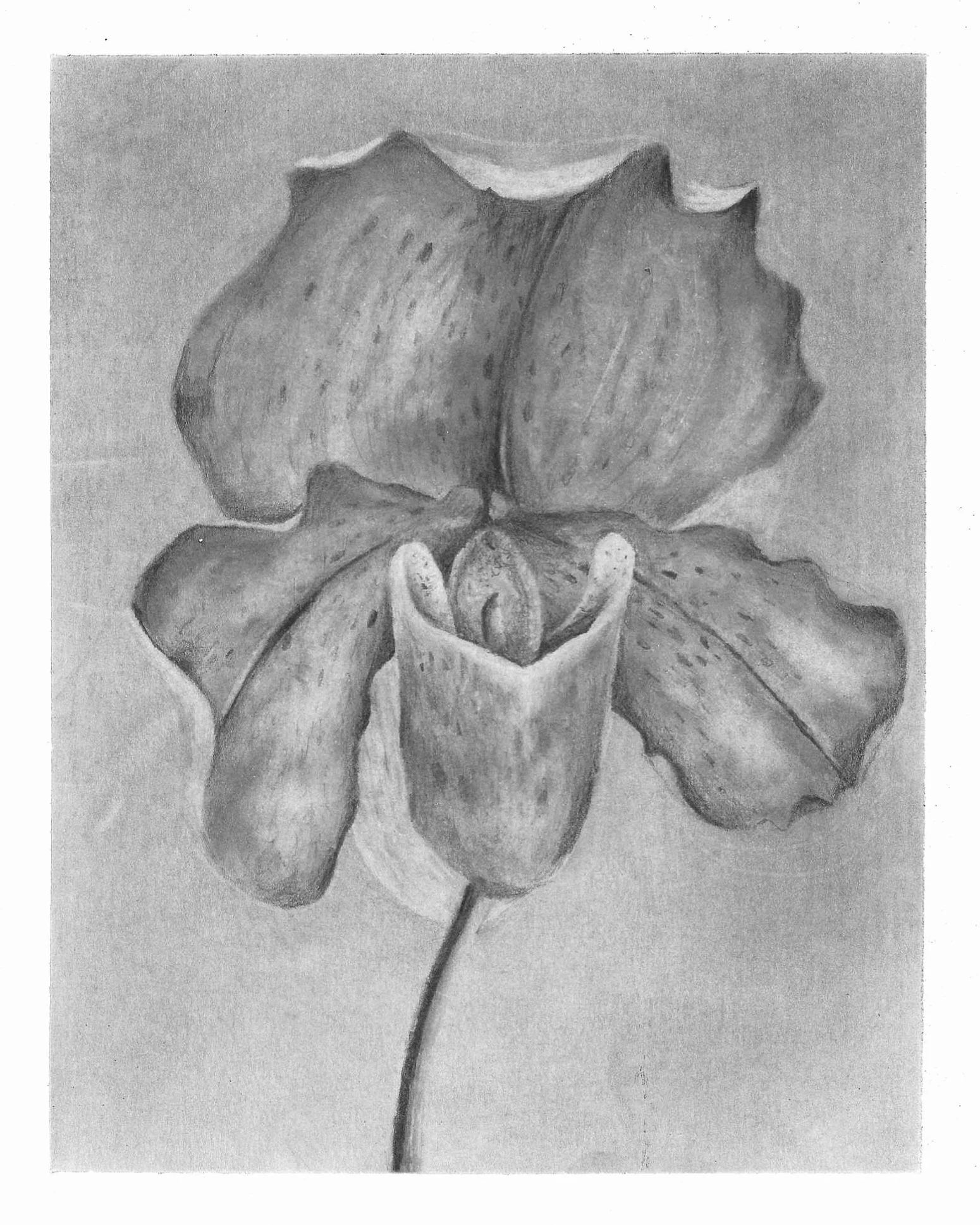 Venus Slipper