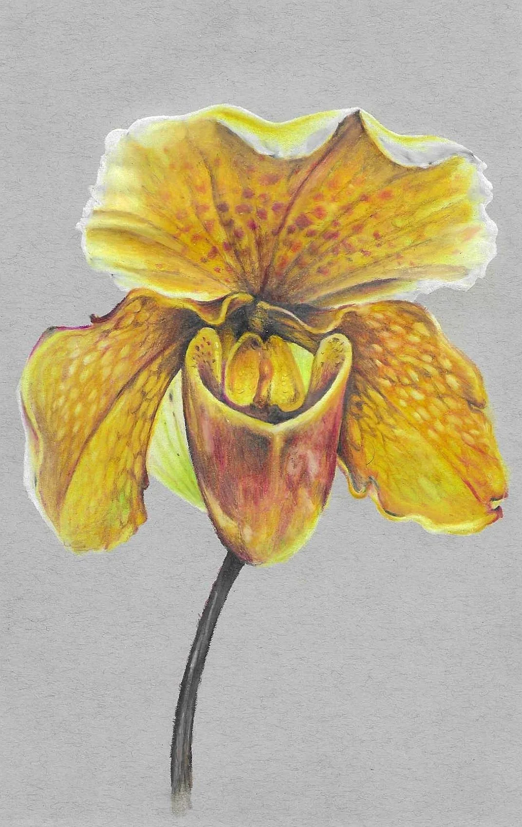 Paphiopedilum Orchid Study #1