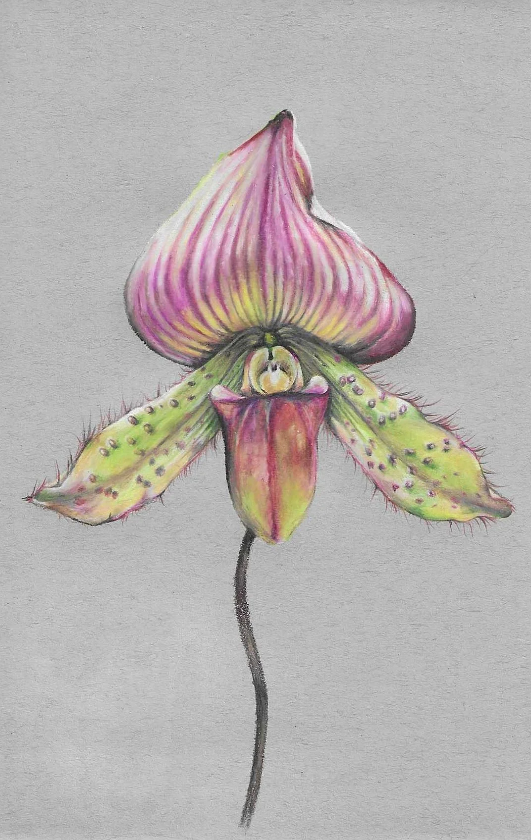 Paphiopedilum Orchid Study #2