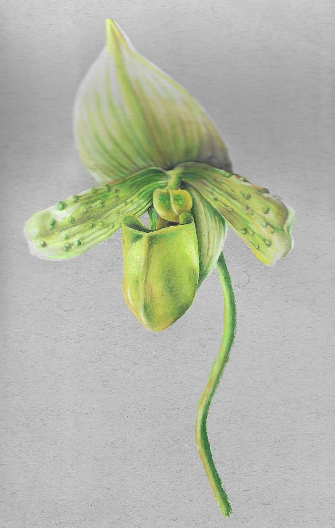 Paphiopedilum Orchid Study #3