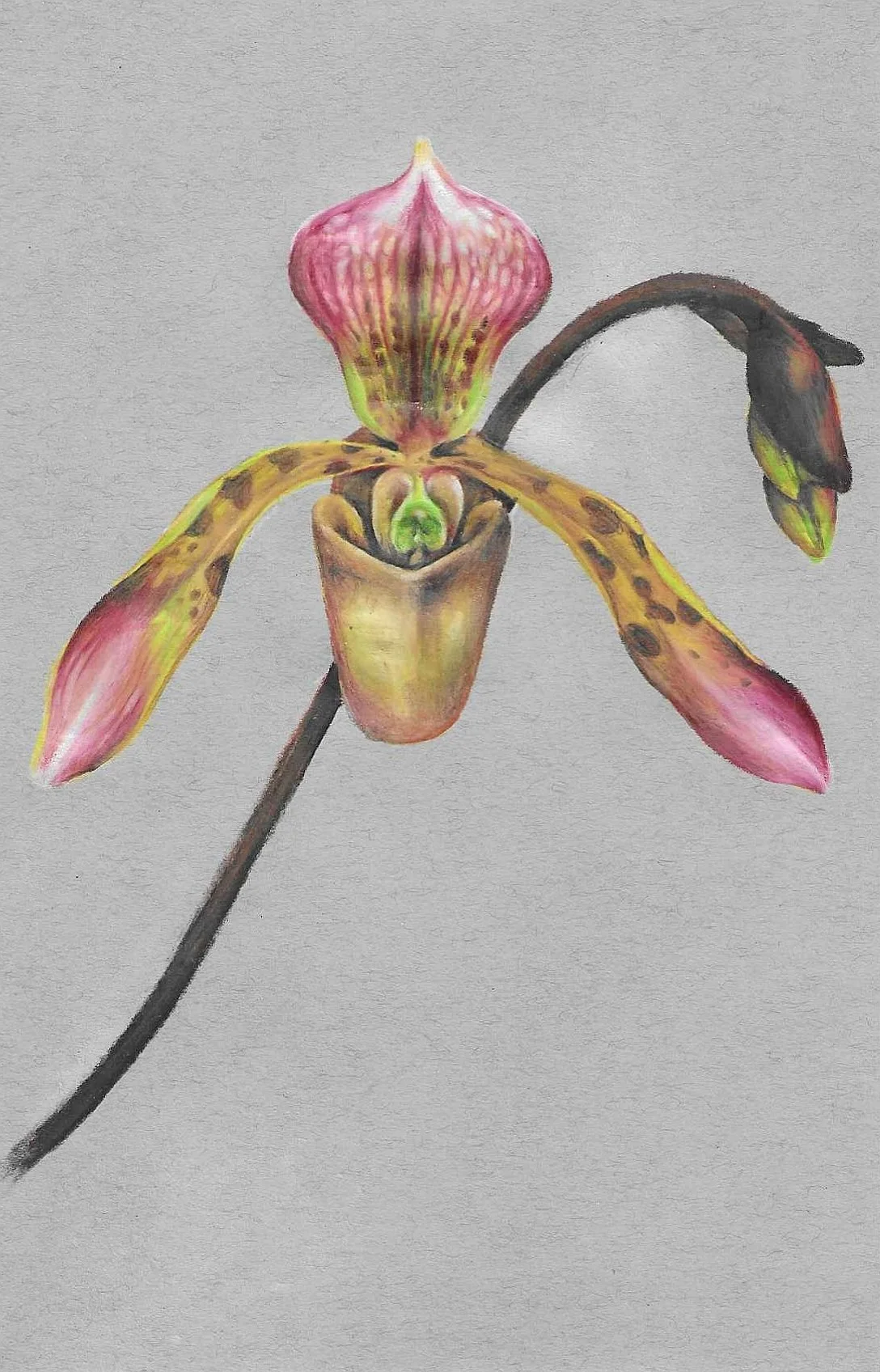 Paphiopedilum Orchid Study #4