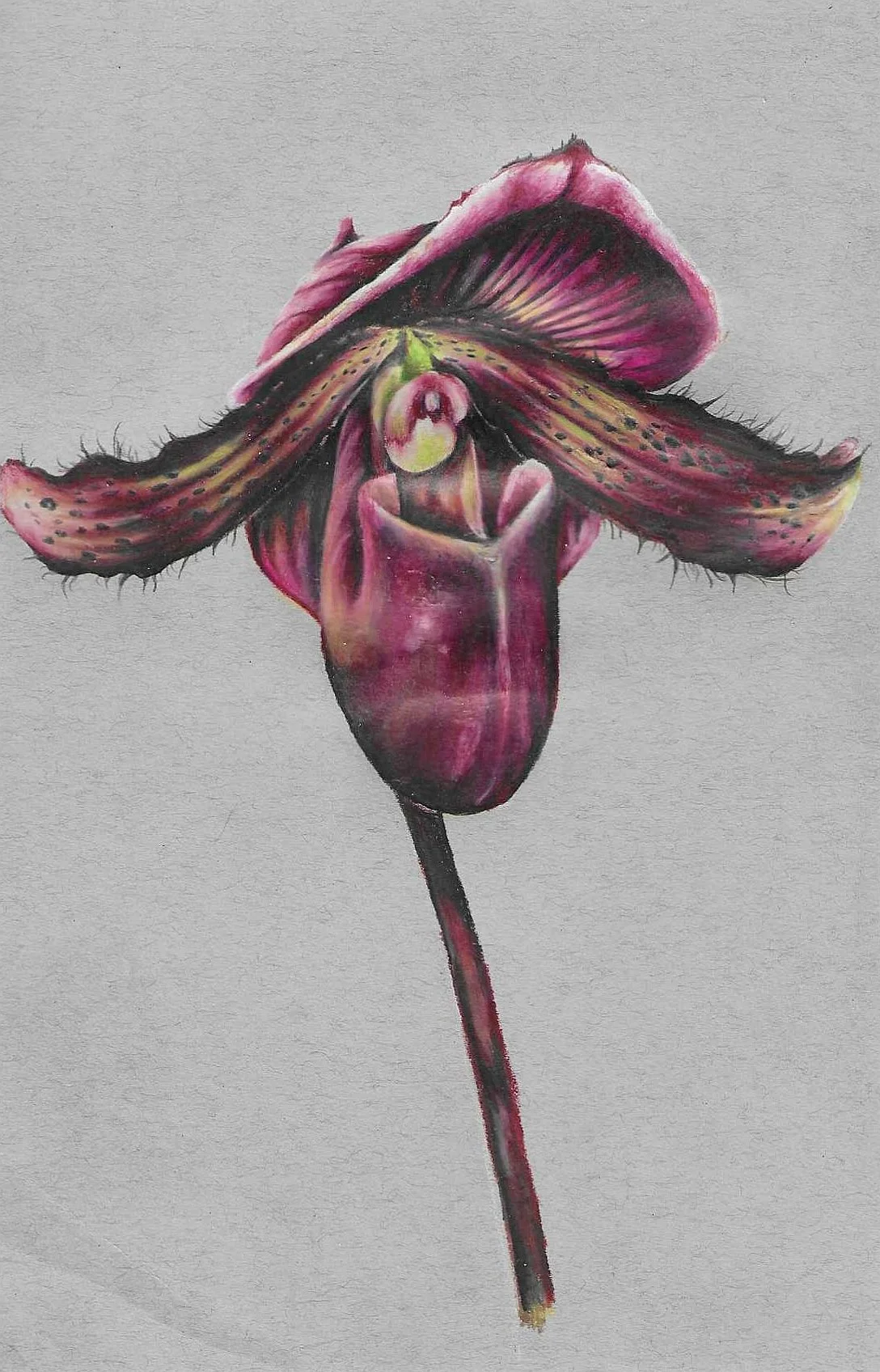 Paphiopedilum Orchid Study #5