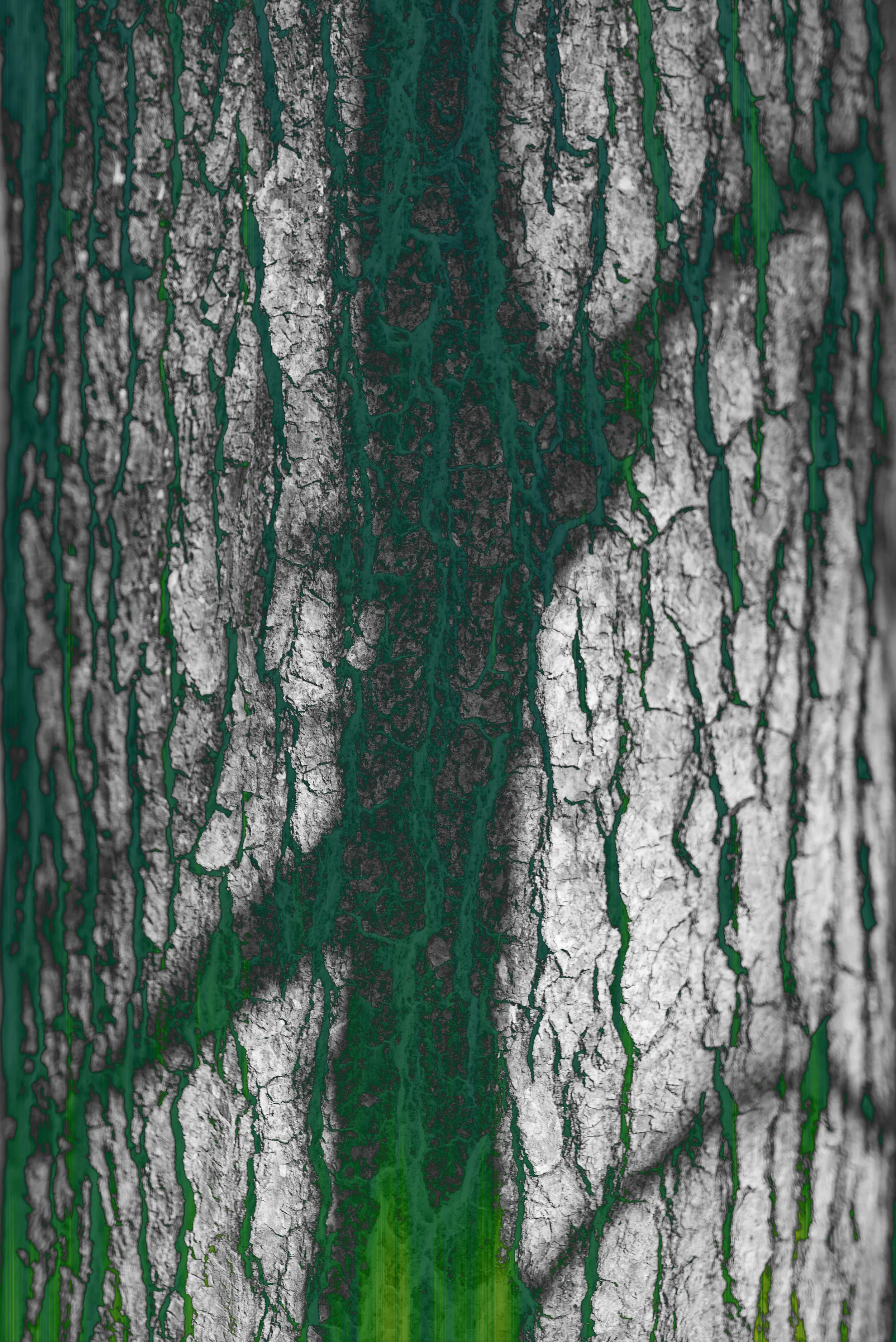 Tree Shadow copy.jpg