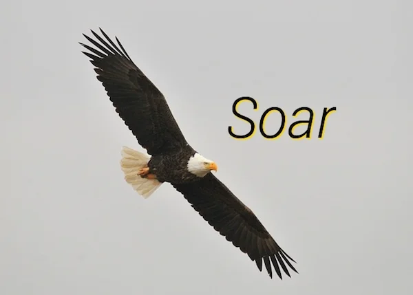 Soar