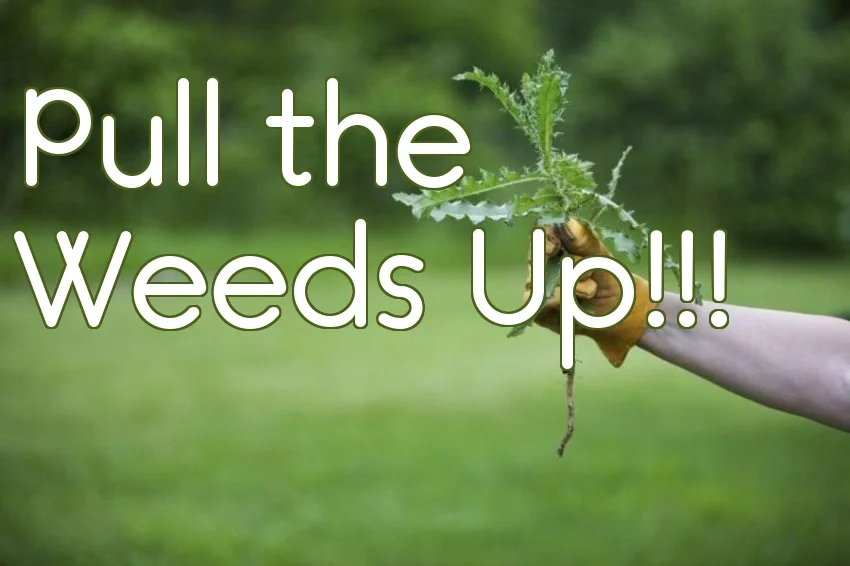 Pull the Weeds Up!!