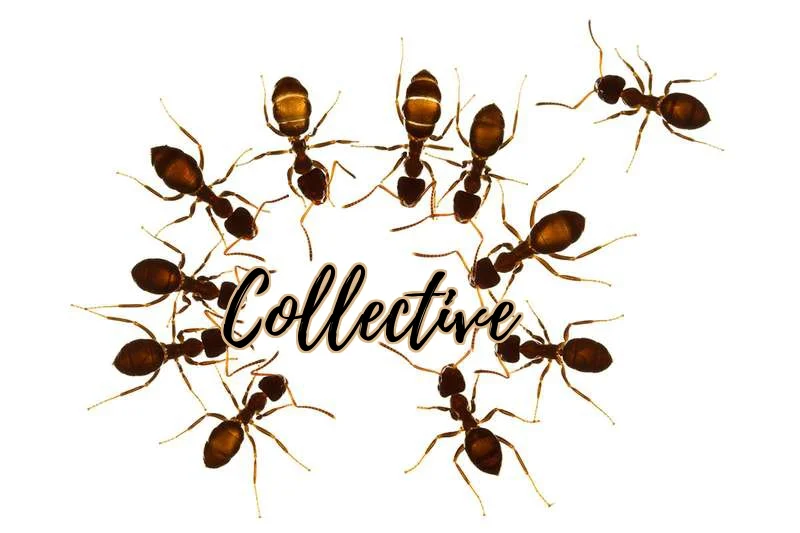 Collective