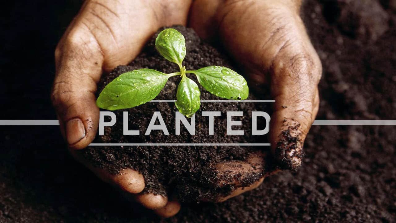 Planted