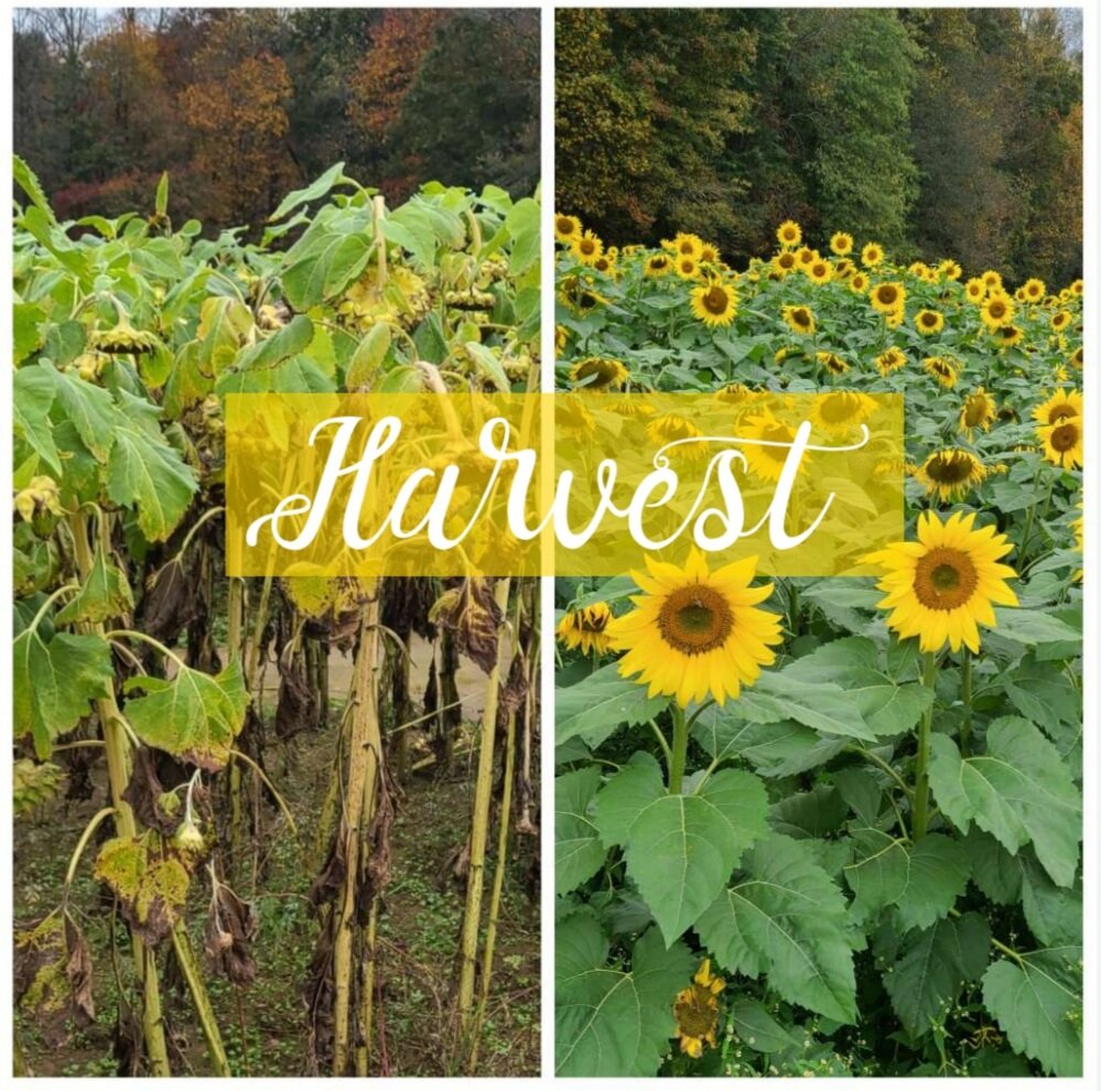 Harvest