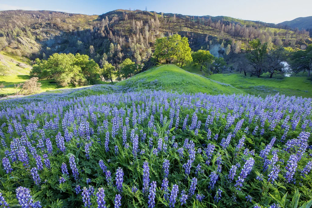 Lupine field at Berryessa Snow Mountain National Monument