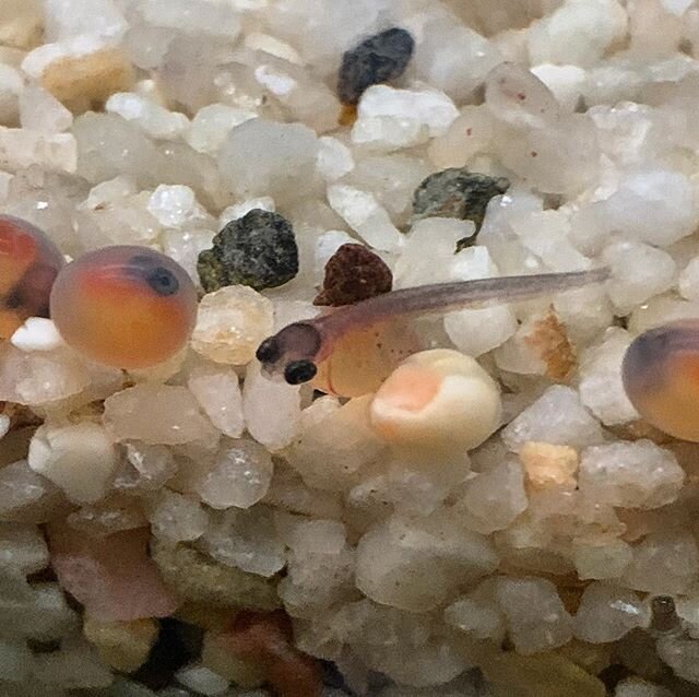 They&rsquo;re starting to hatch! Watch live on our website, link in bio.
#steelheadintheclassroom #troutintheclassroom #troutunlimited