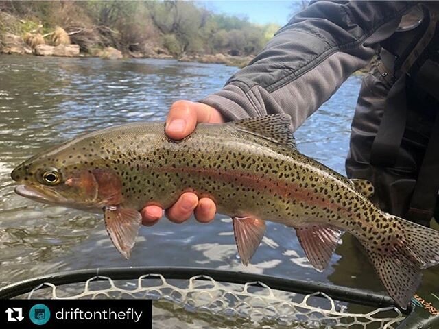 Repost from @driftonthefly
&bull;
#wildtrout fisheries are built with participation from activists and anglers who care. They are not guaranteed and can loose their status if they do not prove themselves to be self-sustaining. #putahcreek needs the h