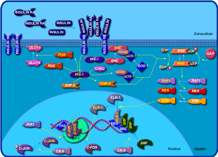 insulinPathway.gif