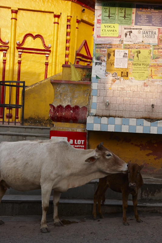 Rishikesh_India 2013_190.jpg