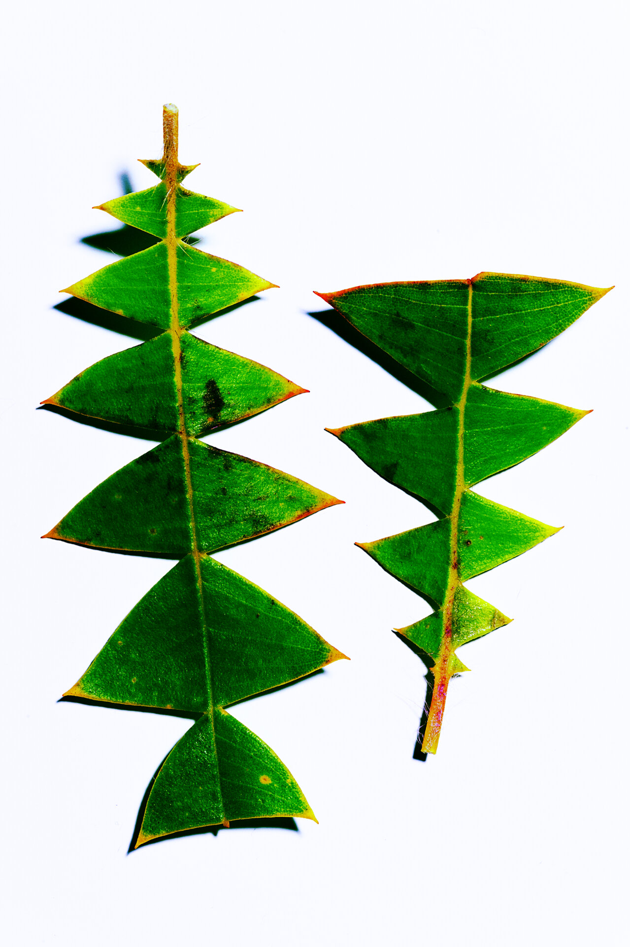 Two Leaves_01.jpg