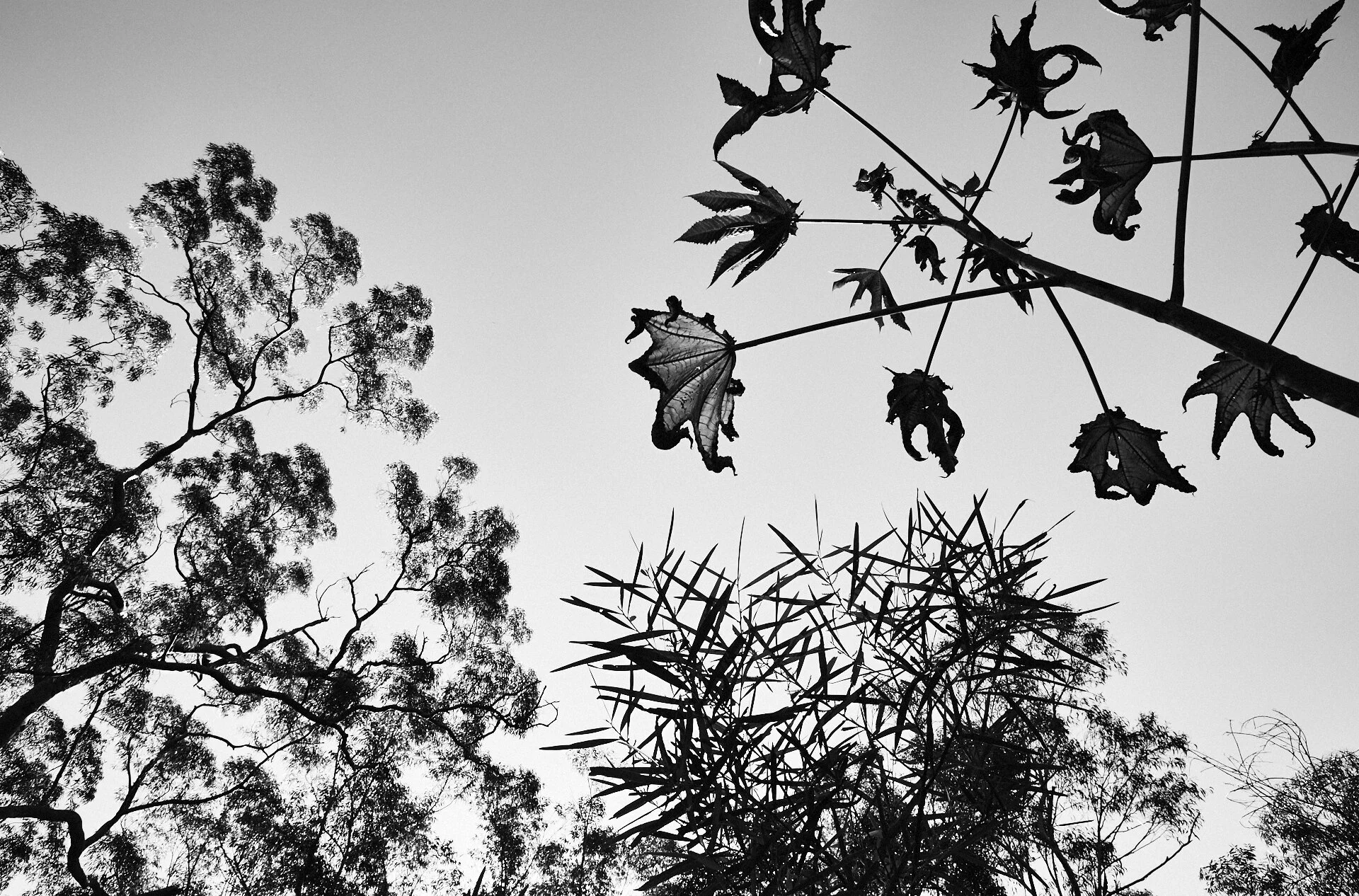 Look Up.jpg