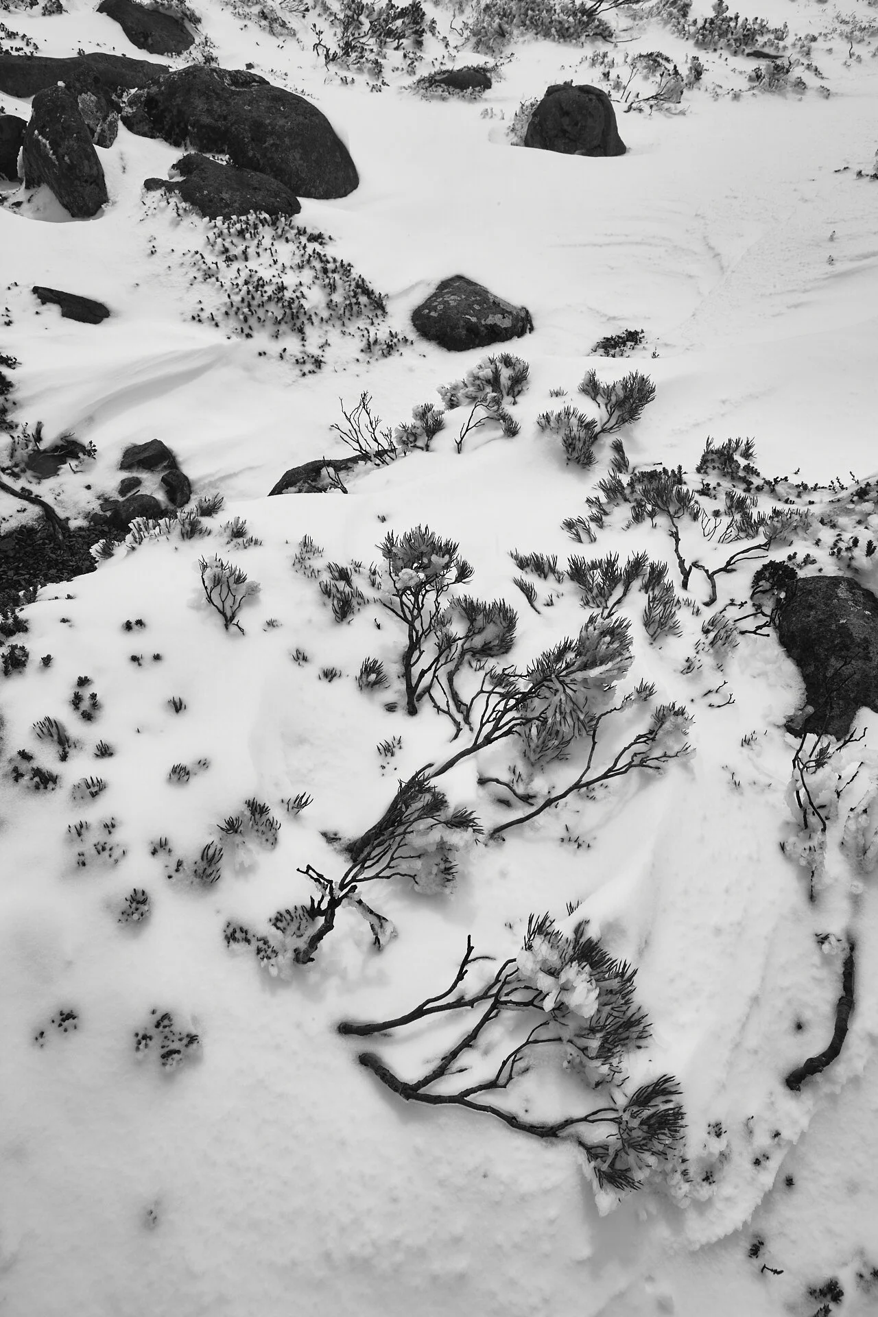 SnowScape.jpg