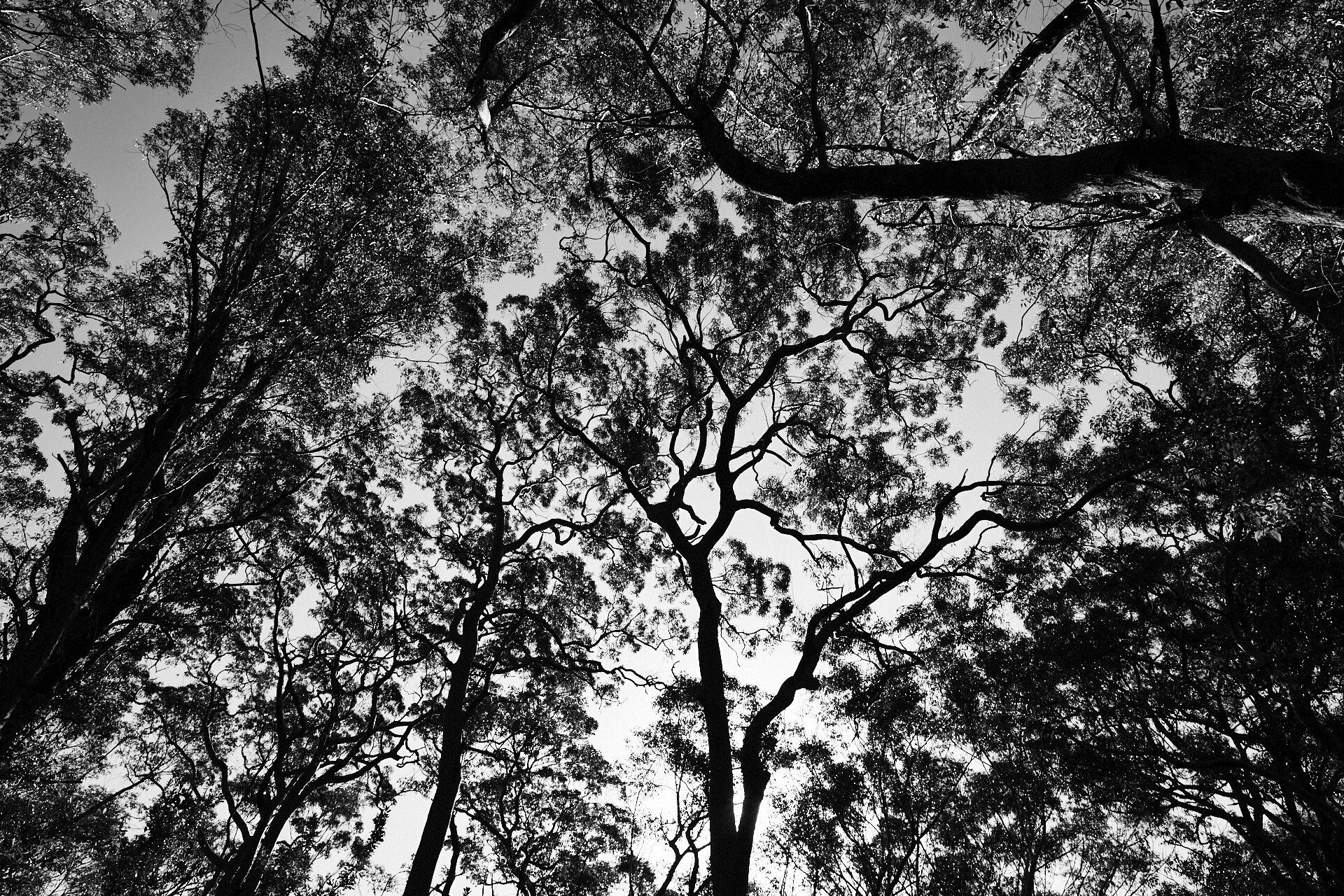 TreeScape.jpg
