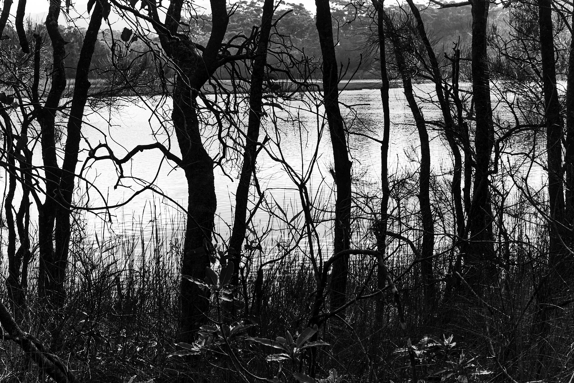 Sacred Swamp_20.jpg