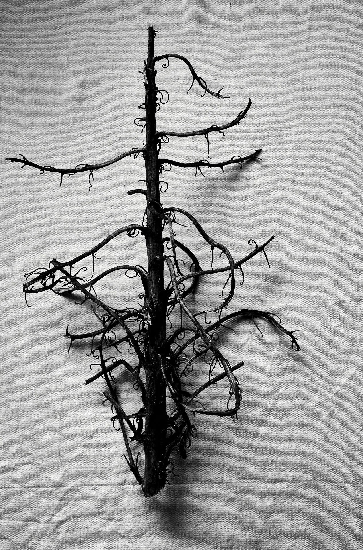 Dance of the Yucca.jpg